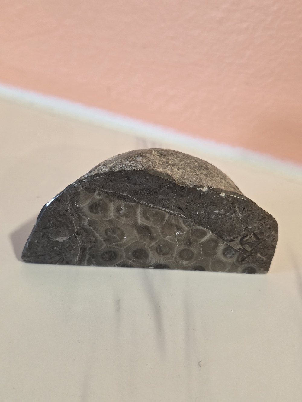 Polished Gray Fossil Stone Accent - Decorative Home Paperweight